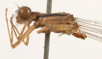 Media type: image; Entomology 12264   Aspect: thorax lateral
